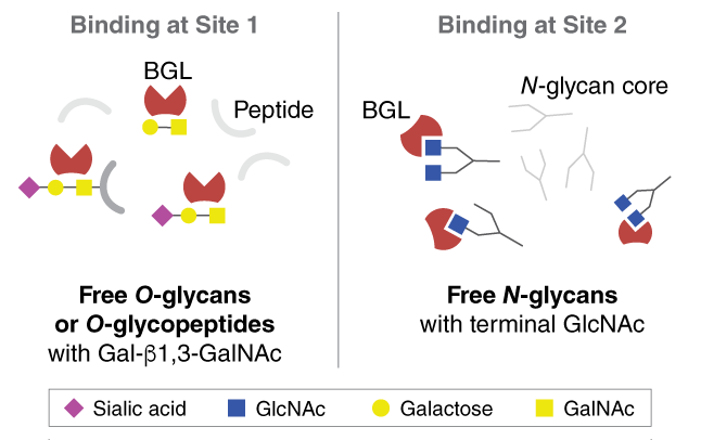 BGL_enzyme_mechanism_EFI_0421