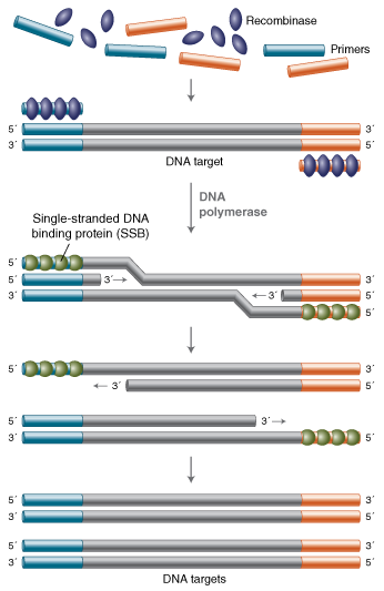 Recombinase polymerase amplification workflow