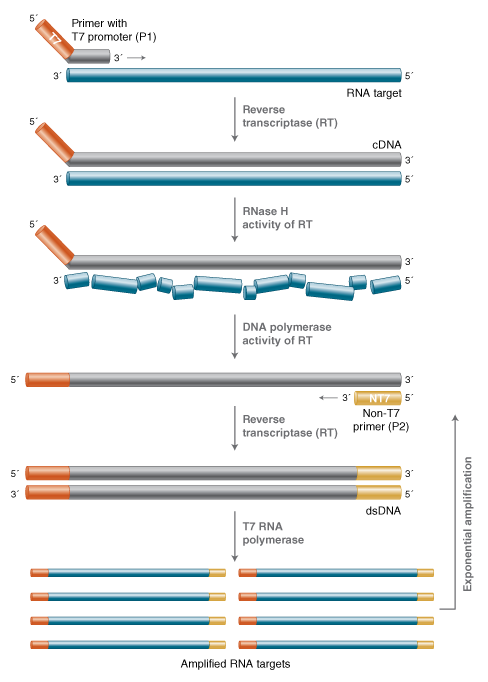 Transcription Mediated Amplification Workflow