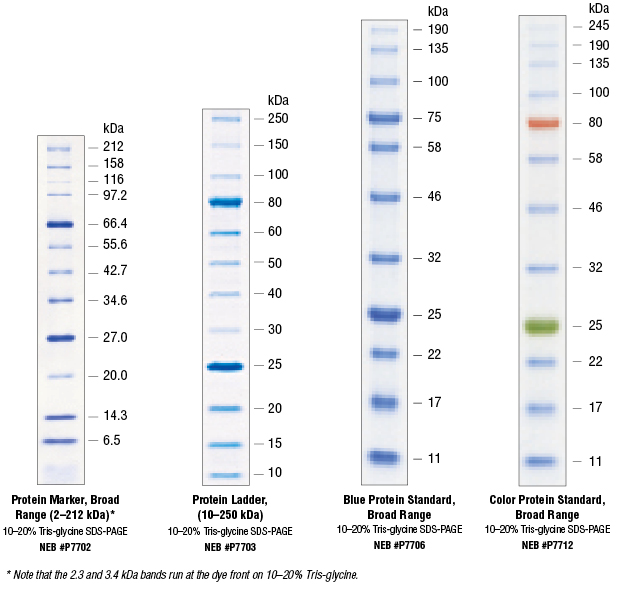 protein ladders