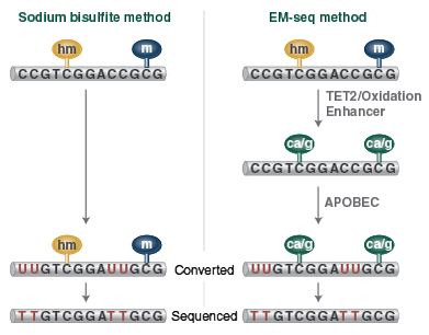 NEBNext_EM-seq_Fig1_EM-seqConversion