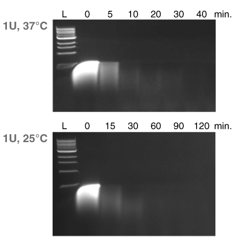 M0764 Activity Gel