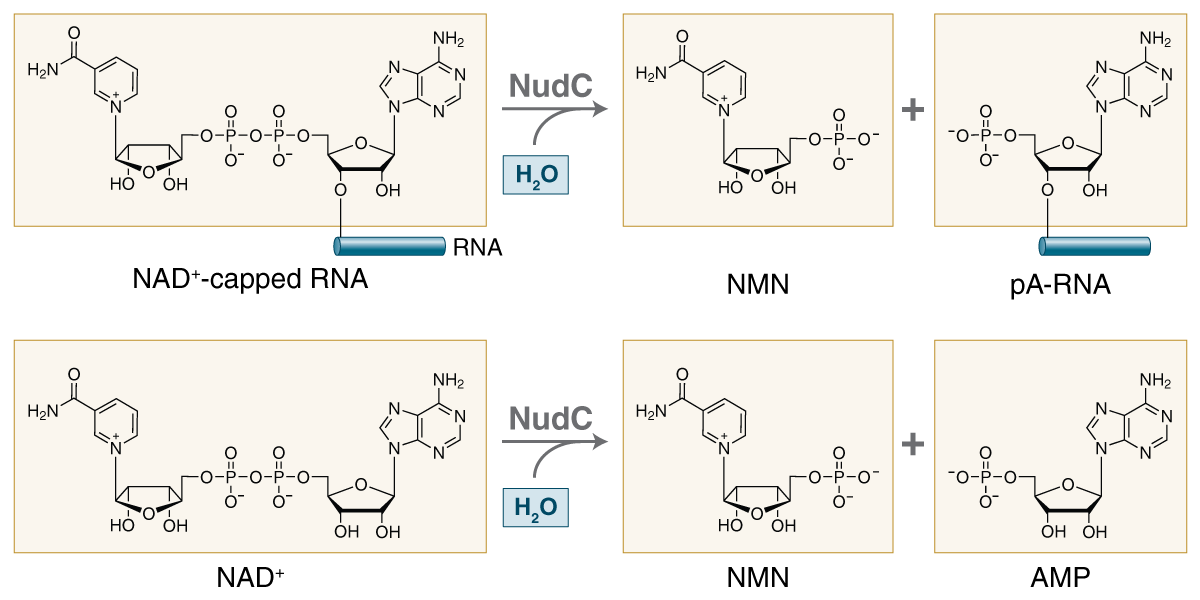 NudCpyrophosphatase_mechanism_1119