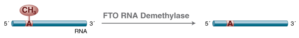 FTO RNA Demethylase