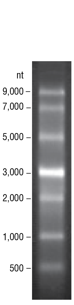 ssRNA RNA Ladder