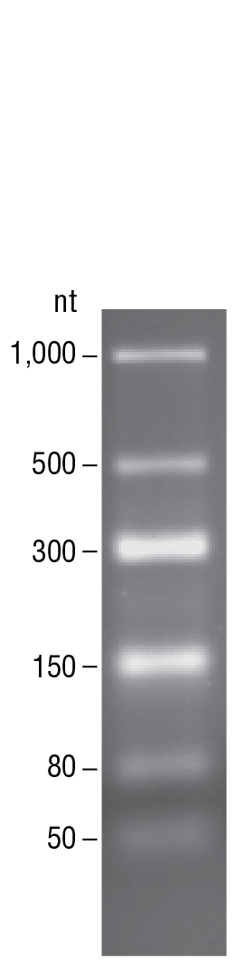 LowRange ssRNA Ladder