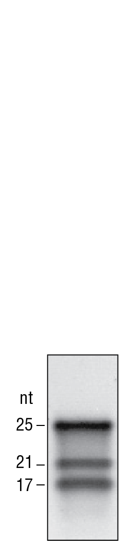 ssRNA MicroRNA Marker