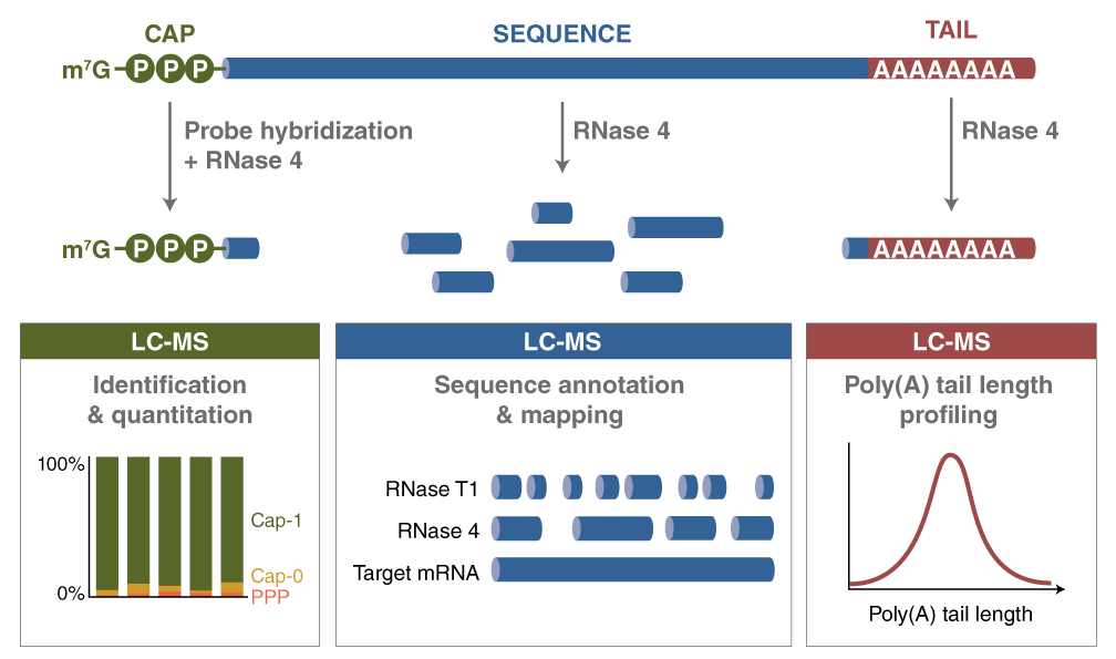 RNase Analysis