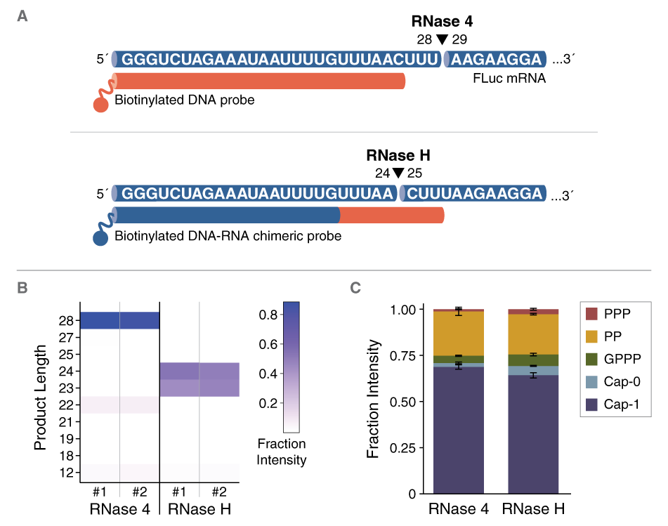 RNase 4 Cap Analysis