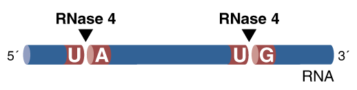 RNase 4 Mechanism