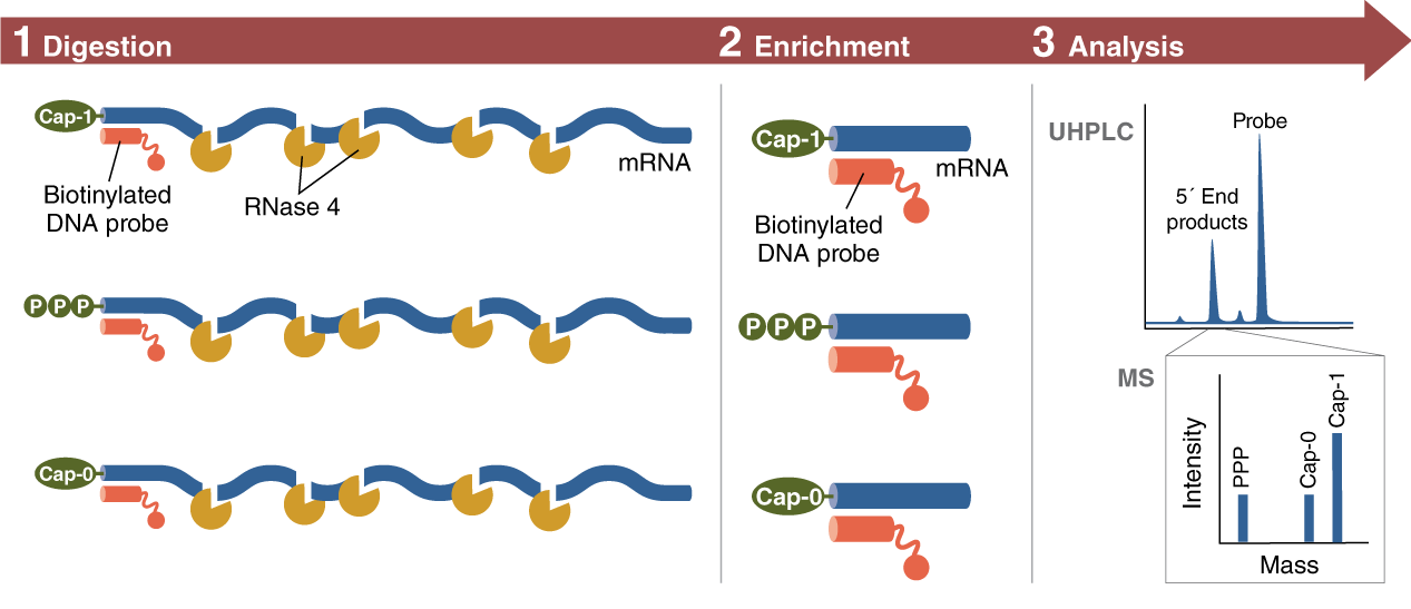 RNase 4 Workflow