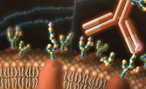glycobiology