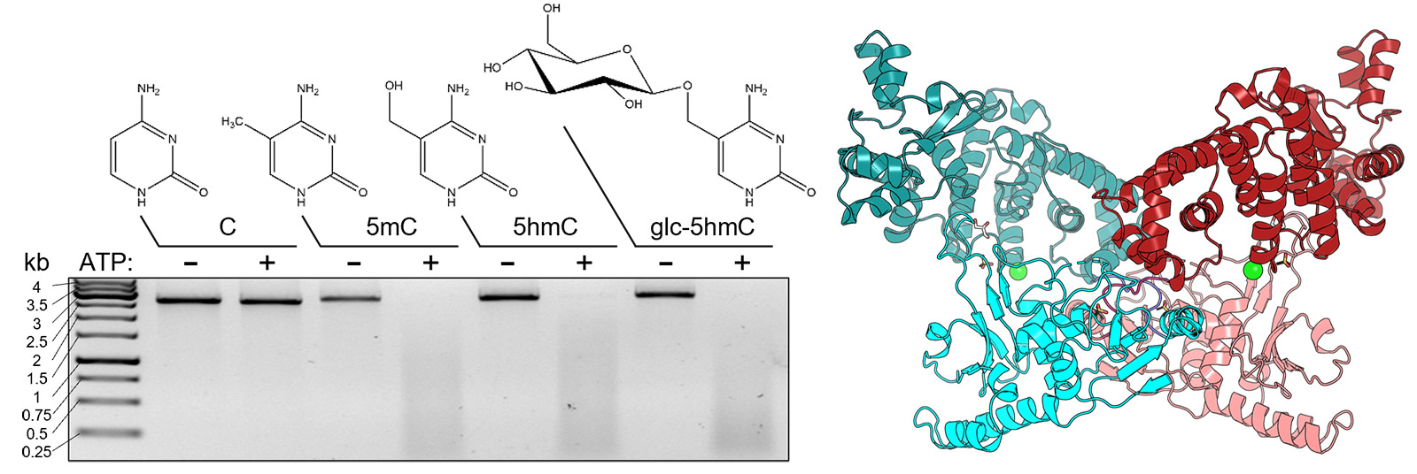 Gel image and 3D molecular structure