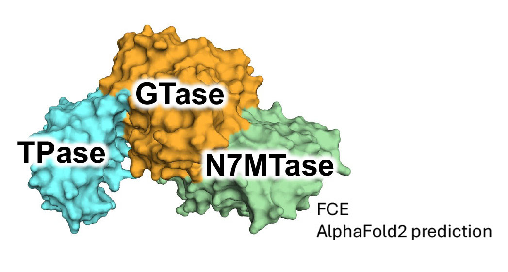 Model of a molecular structure with TPase subunit in blue, GTase subunit in orange and  N7MTase subunit in green