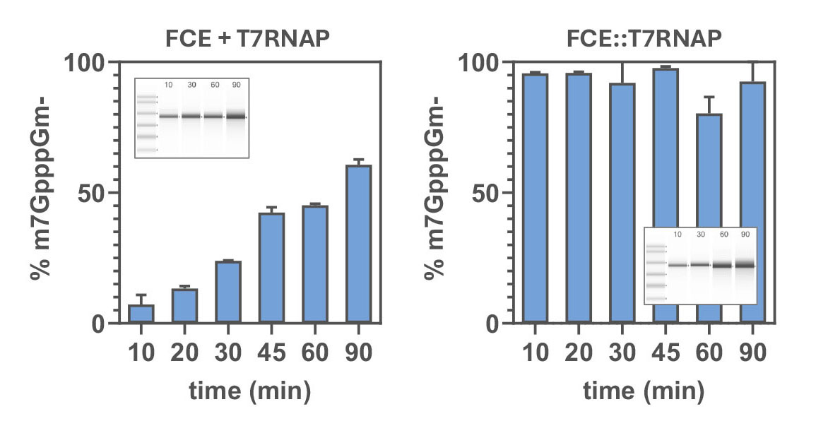 Two bar graphs showing FLuc transcribed  and modified by fusion protein and capping enzyme