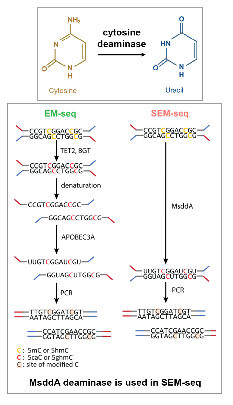 Diagram comparing EM-seq and SEM-seq methods for cytosine modification detection using deaminase enzymes