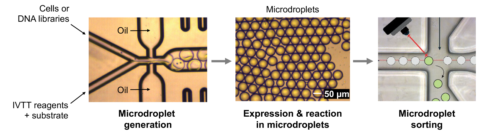 Microfluidic workflow showing droplet generation, droplet array formation, and optical sorting using a laser.