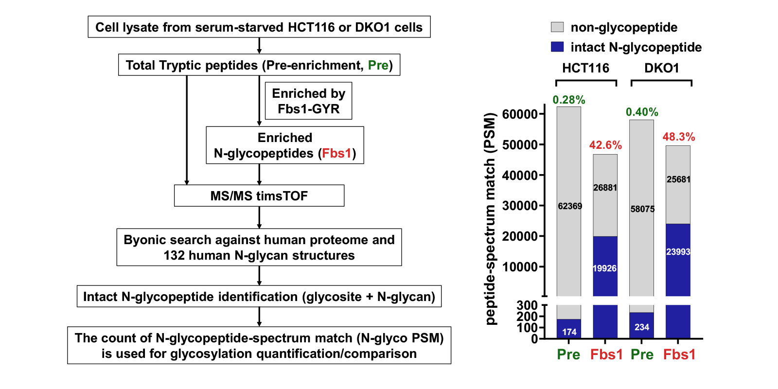 Workflow and graph showing N-glycopeptide enrichment and quantification from HCT116 and DKO1 cells.