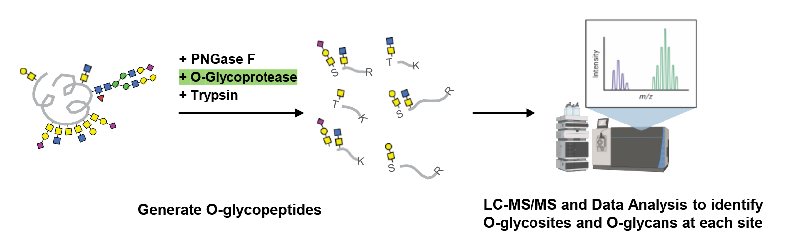 Workflow showing O-glycopeptide generation and identification using proteases and LC-MS/MS analysis.