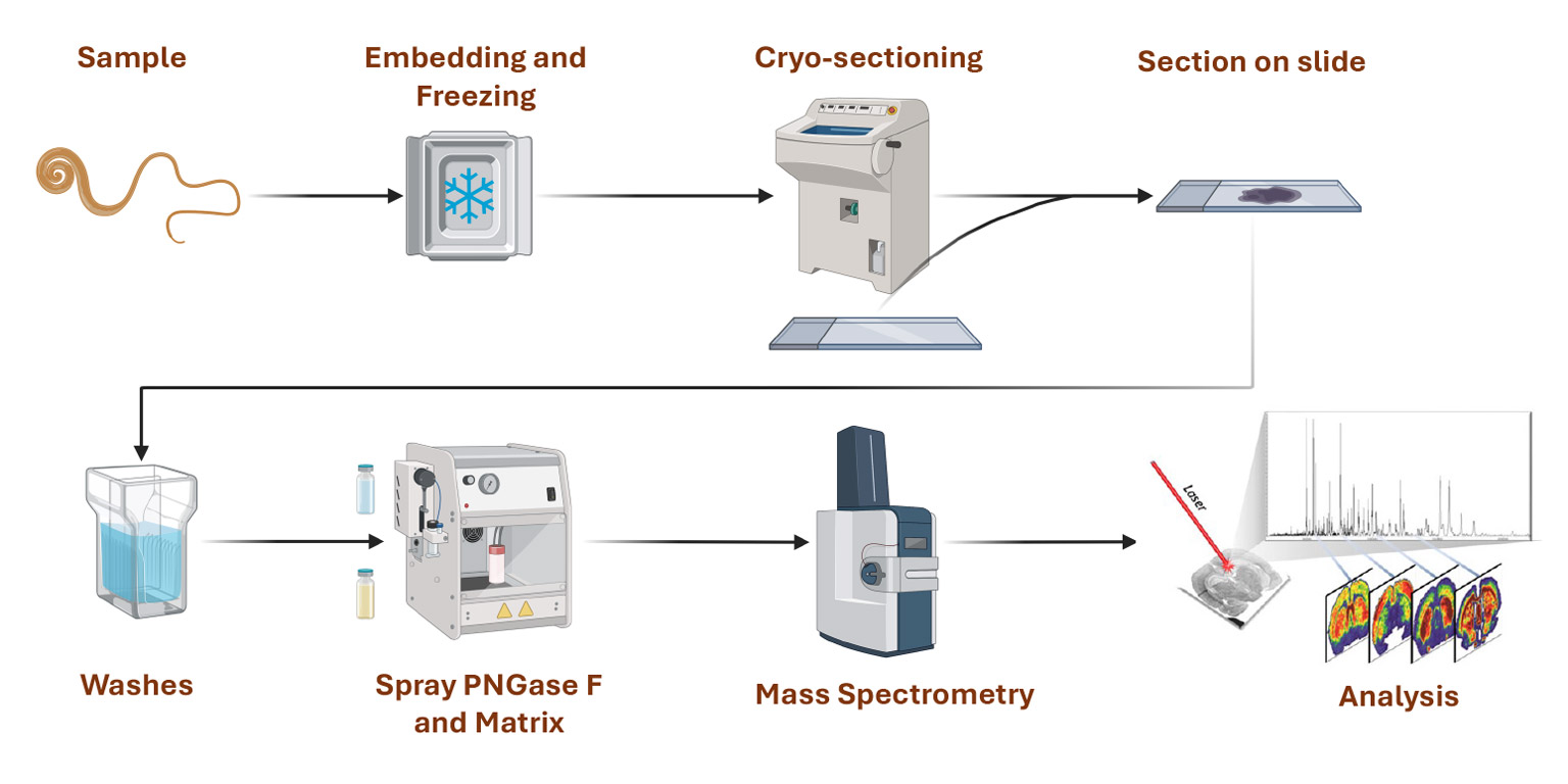 mass spec image of parasite glycan workflow