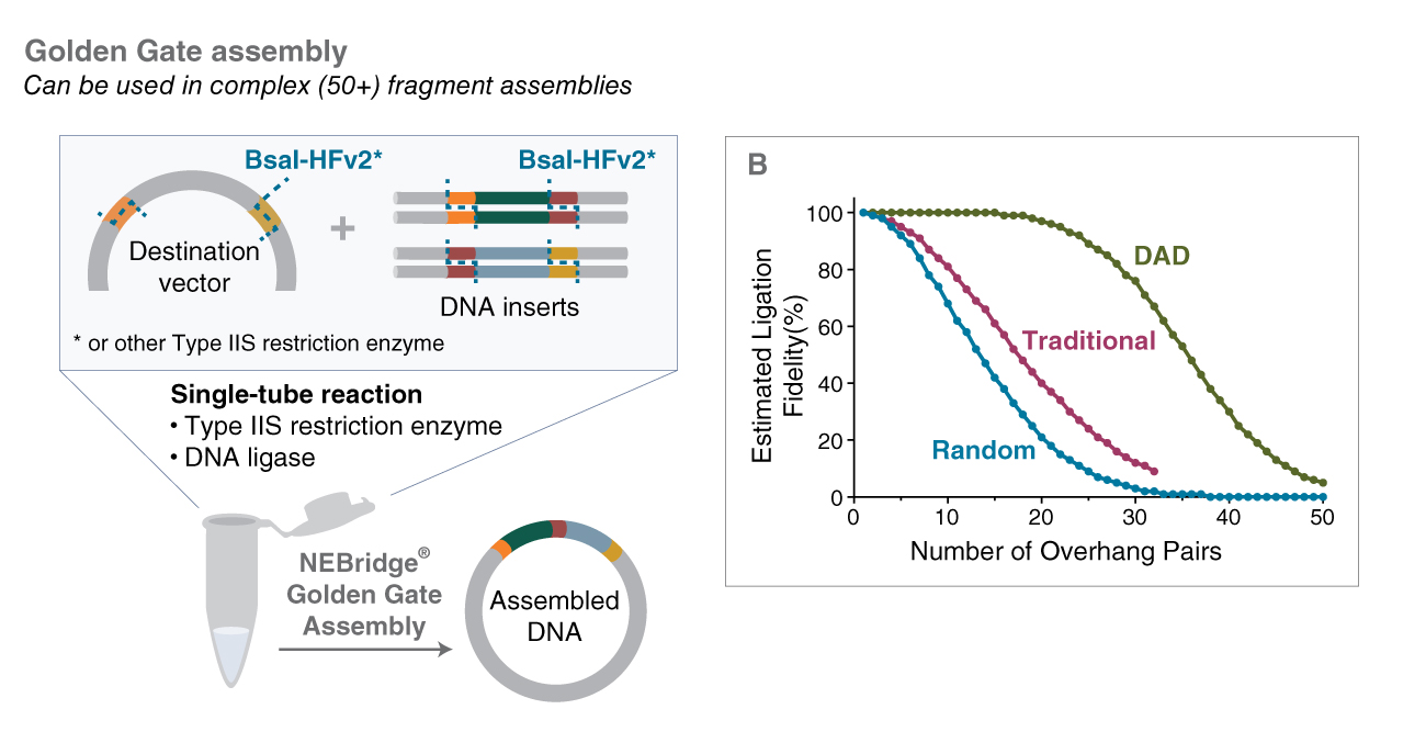Image of Golden Gate Assembly and graph of estimated ligation fidelity (y-axis) and number of overhand pairs (x-axis)