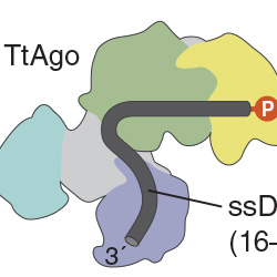 Lohman Lab | NEB