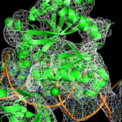 Lohman Lab | NEB
