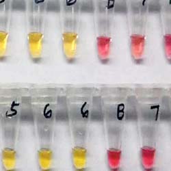 Tanner Lab | NEB