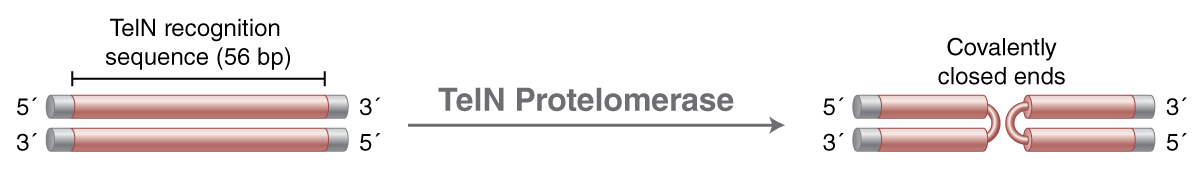 EFI_TelN_Protelomerase