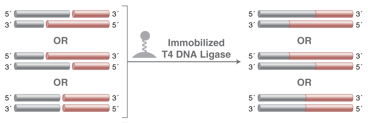 M0569_IMT4_mechanism_0221