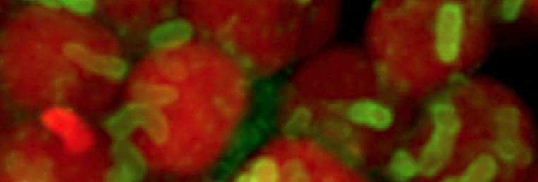 symbiosis_parasitology_thumb