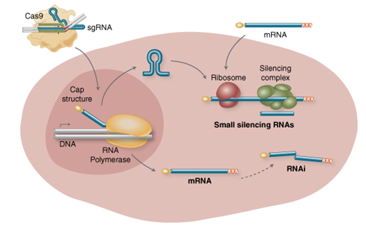 RNA Analysis