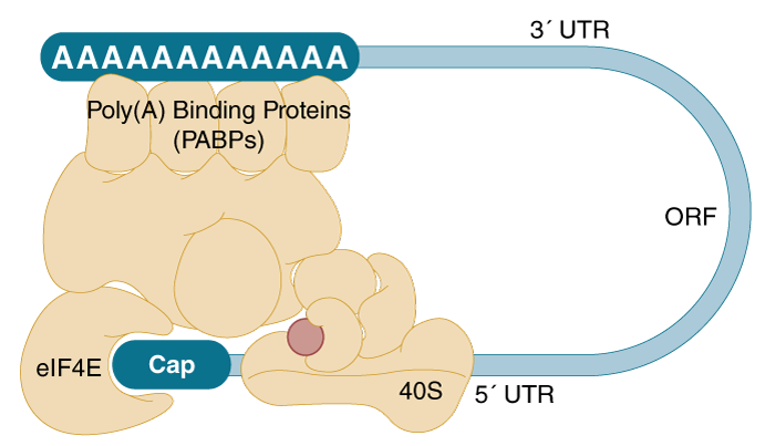 A translation initiation complex showing a capped and tailed mRNA molecule.