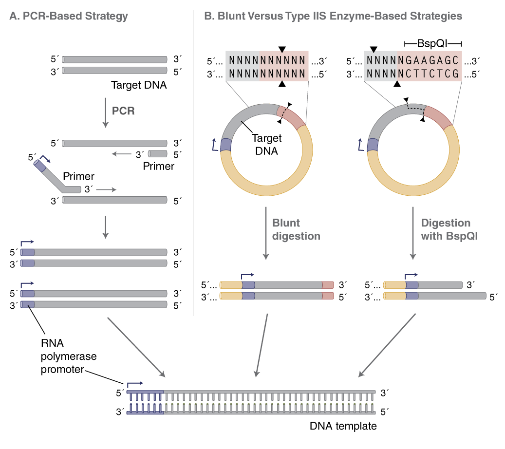 RNA IVT Template generation with a PCR-based strategy or blunt Versus TypeIIS Enzyme-Based Strategy