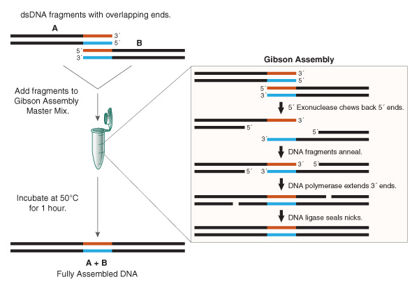 overview of Gibson assembly diagram