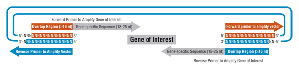 pcr generated vector and insert assembly