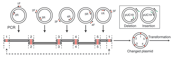 changes to a desired dna using gibson assembly diagram