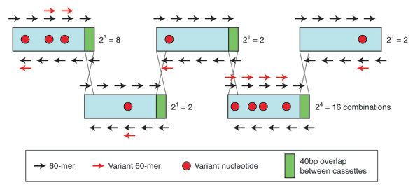 combinatorial gene synthesis