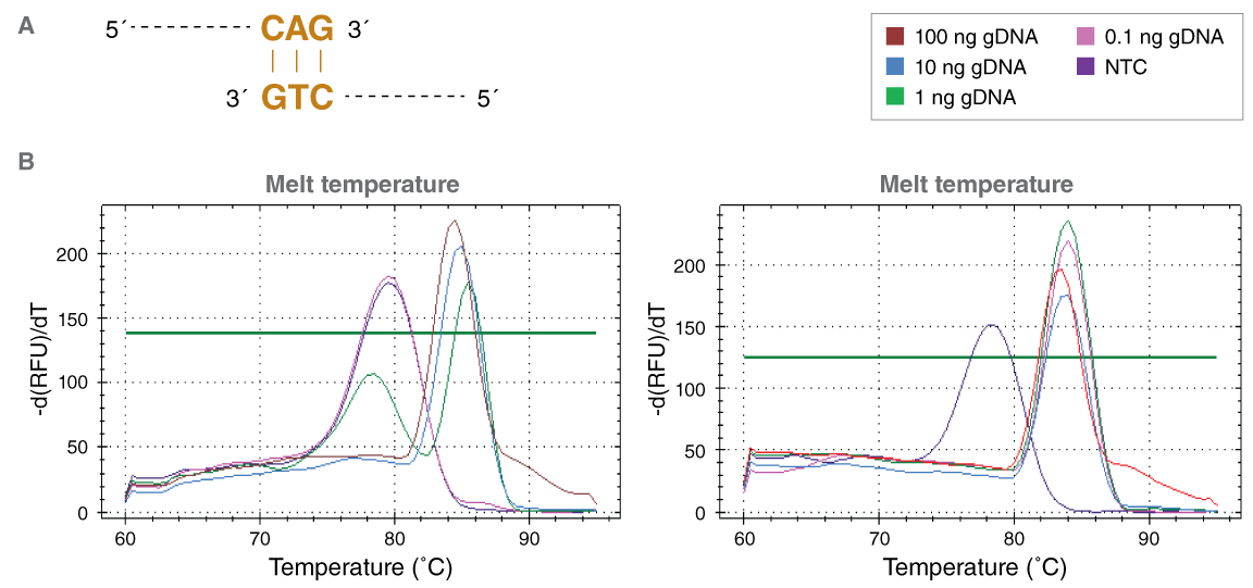 Hot start effectiveness in PCR using Taq or Hot Start Taq