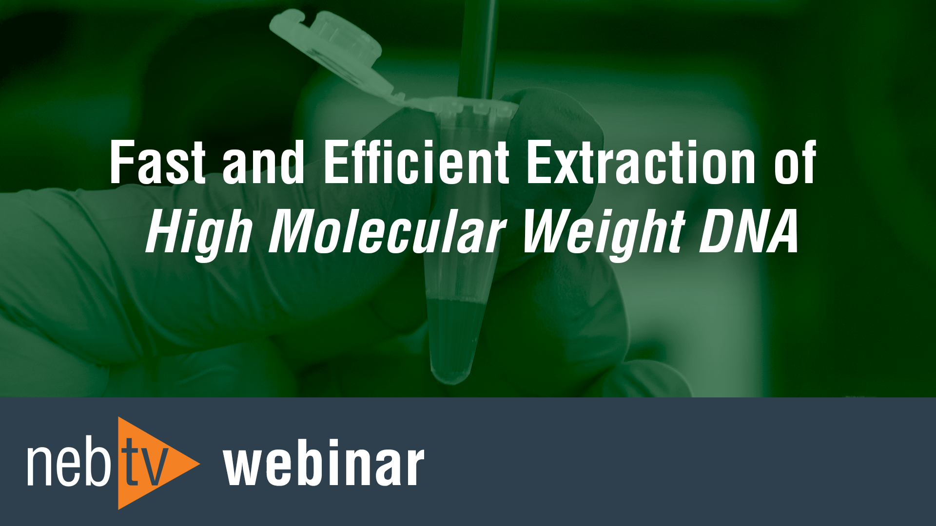 High Molecular Weight DNA Extraction NEB