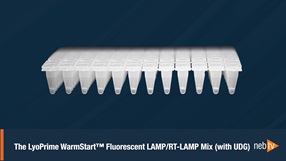 Image of LyoPrime WarmStart Fluorescent LAMP Mix in 96 well plate