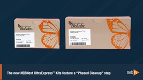 NEBNext UltraExpress Kits phased cleanup