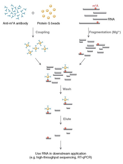 Epimark N6-Methyladenosine Enrichment Kit Workflow