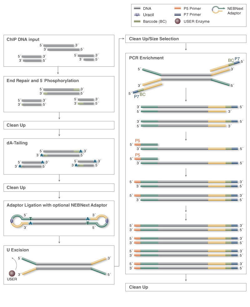 Chip seq DNA Library Preparation NEB