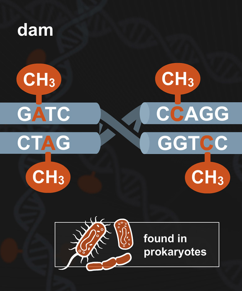 Effect of DNA Methylation on Restriction Digests