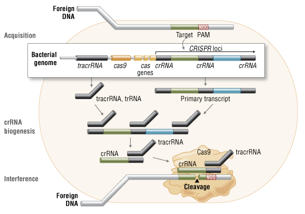 Gene Revolution: Latest CRISPR Editing Updates Gene Revolution: Latest CRISPR Editing Updates