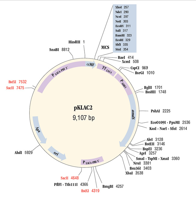 Protein Expression in Yeast NEB