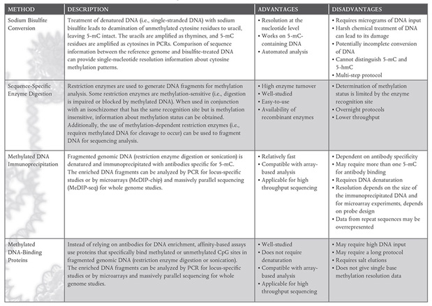 Epigenetics - Expanding on Genomic Foundations | NEB
