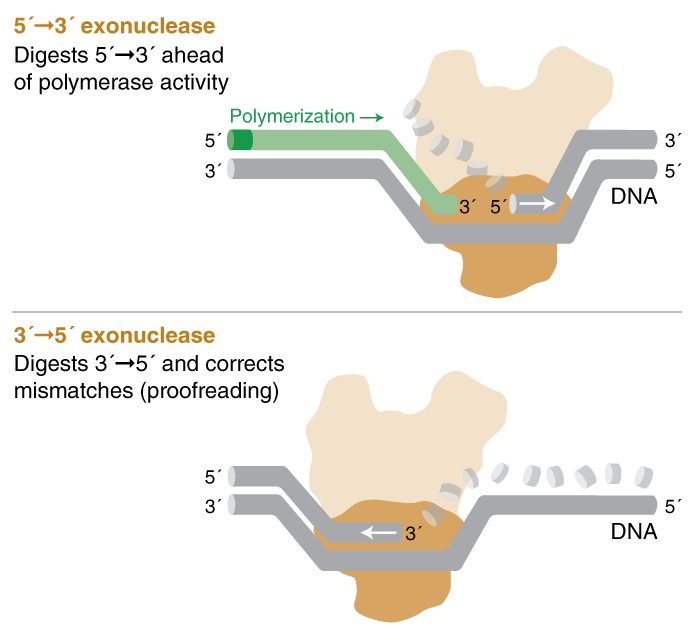What does exonuclease activity mean for a DNA polymerase? NEB