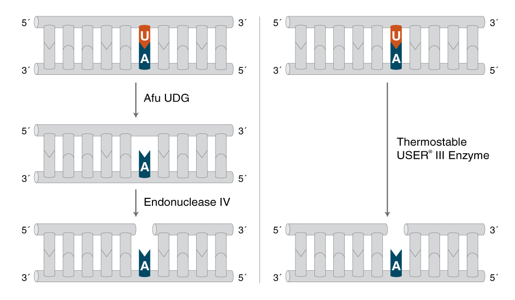 Thermostable USER® III Enzyme NEB